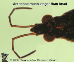 Attēlu rezultāti vaicājumam “Gerridae”