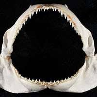 Image result for Nasolamia velox