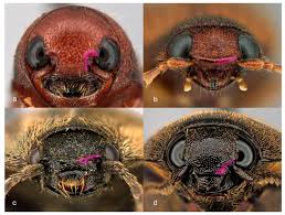 Attēlu rezultāti vaicājumam “Elateridae”