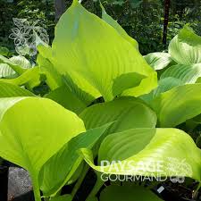 Attēlu rezultāti vaicājumam “Hosta sp. leaf”