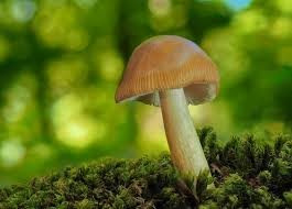 Attēlu rezultāti vaicājumam “Amaurochaete fusiformis macro”