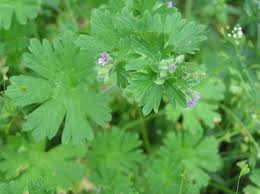 Attēlu rezultāti vaicājumam “Geranium pusillum”