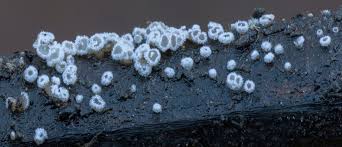 Attēlu rezultāti vaicājumam “Lachnella alboviolascens”