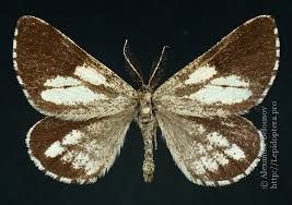 Attēlu rezultāti vaicājumam “Bupalus piniaria male”