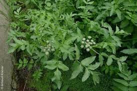 Attēlu rezultāti vaicājumam “Berula erecta leaf”