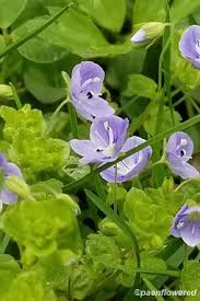 Attēlu rezultāti vaicājumam “Veronica filiformis flower”