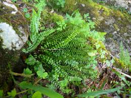 Attēlu rezultāti vaicājumam “Asplenium viride”