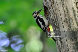 Attēlu rezultāti vaicājumam “Dendrocopos medius nest”