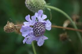 Image result for Scabiosa canescens