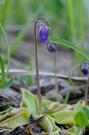 Attēlu rezultāti vaicājumam “Pinguicula vulgaris”