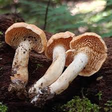 Attēlu rezultāti vaicājumam “Hydnum repandum”