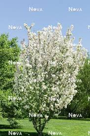 Attēlu rezultāti vaicājumam “Malus baccata”