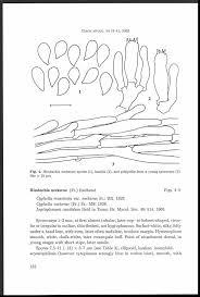 Attēlu rezultāti vaicājumam “Rimbachia neckerae”
