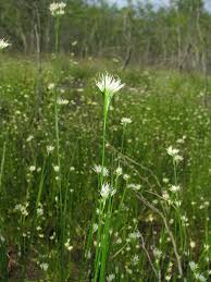 Attēlu rezultāti vaicājumam “Rhynchospora alba flower”