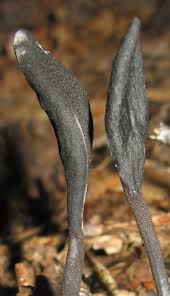 Attēlu rezultāti vaicājumam “Geoglossum sp.”