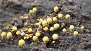 Attēlu rezultāti vaicājumam “Hemitrichia calyculata stalked”