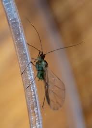 Attēlu rezultāti vaicājumam “Aphididae”