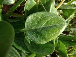 Attēlu rezultāti vaicājumam “Pyrola rotundifolia leaf”