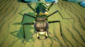 Attēlu rezultāti vaicājumam “Cicindela hybrida”