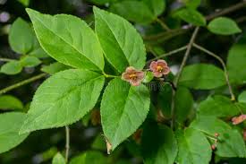Attēlu rezultāti vaicājumam “Euonymus verrucosus leaf”