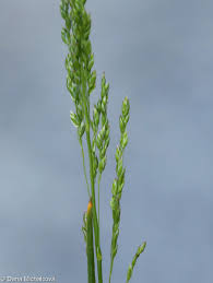 Attēlu rezultāti vaicājumam “Poa angustifolia”