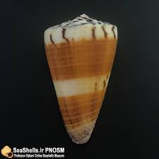 Attēlu rezultāti vaicājumam “Planorbis planorbis”