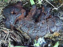 Attēlu rezultāti vaicājumam “Brefeldia maxima young”