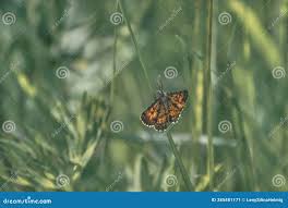 Attēlu rezultāti vaicājumam “Ematurga atomaria male”