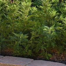 Image result for Artemisia gmelinii