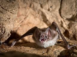 Image result for Vampire Batters