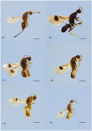 Attēlu rezultāti vaicājumam “Torymidae”