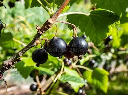 Attēlu rezultāti vaicājumam “Ribes nigrum leaf”
