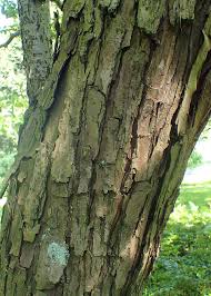 Attēlu rezultāti vaicājumam “Crataegus chlorosarca”