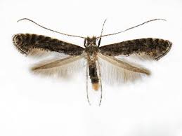 Attēlu rezultāti vaicājumam “Parornix anglicella”