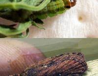 Attēlu rezultāti vaicājumam “Agonopterix ciliella”