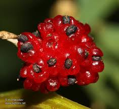 Image result for chenopodium foliosum