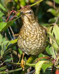 Image result for Zoothera sibirica