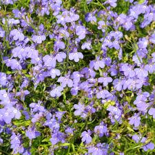 Image result for Lobelia erinus
