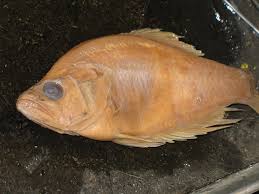 Image result for Pomoxis annularis