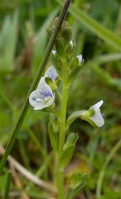 Attēlu rezultāti vaicājumam “Veronica serpyllifolia leaf”