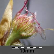 Attēlu rezultāti vaicājumam “Fagus sylvatica flower”