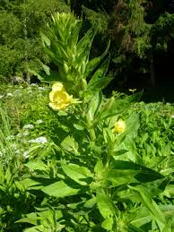 Image result for Nachtkerze