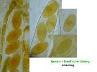 Attēlu rezultāti vaicājumam “Miladina lecithina”