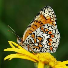 Attēlu rezultāti vaicājumam “Melitaea phoebe underside”