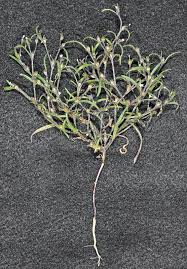 Attēlu rezultāti vaicājumam “Cribraria tenella stalked”