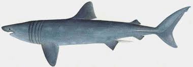 Image result for Cetorhinus maximus