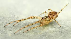 Attēlu rezultāti vaicājumam “Metellina merianae”