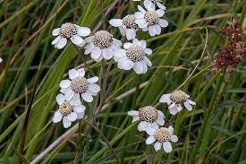 Attēlu rezultāti vaicājumam “Achillea ptarmica leaf”