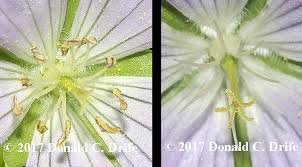 Attēlu rezultāti vaicājumam “Enteridium variabile macro”