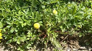 Attēlu rezultāti vaicājumam “Taraxacum officinale aggr.”